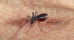 Dengue grave acecha a menores: 29% de internados tienen entre 5 y 14 años