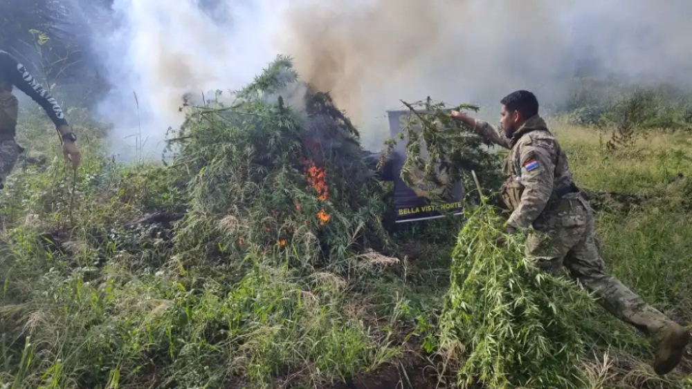 Destruyen más de 5.000 kilos de marihuana oculta en una reserva forestal