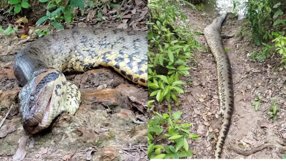  La anaconda gigante que se hizo viral en el video de un biólogo holandés es encontrada muerta en Bonito
