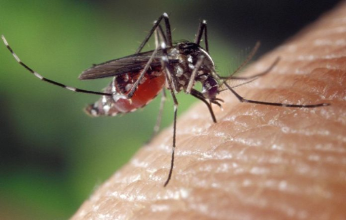 La OPS advierte sobre aumento de casos de dengue en Paraguay, Argentina y Brasil