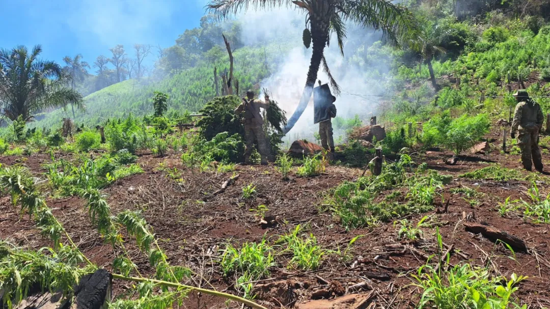 SENAD anula base narco y más de 24 toneladas de Marihuana en Cerro Corá