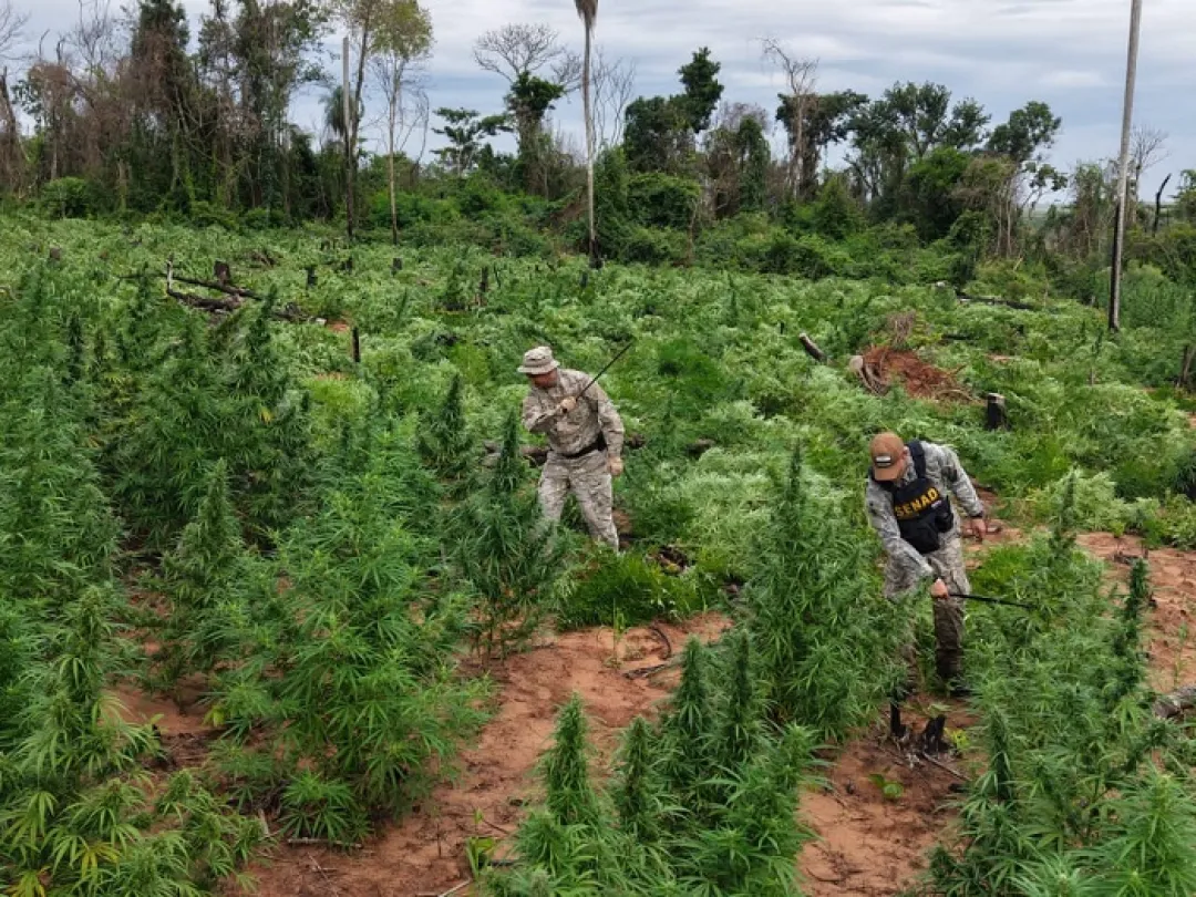 SENAD intensifica ofensiva contra estructuras criminales en Amambay, Canindeyú y Caaguazú