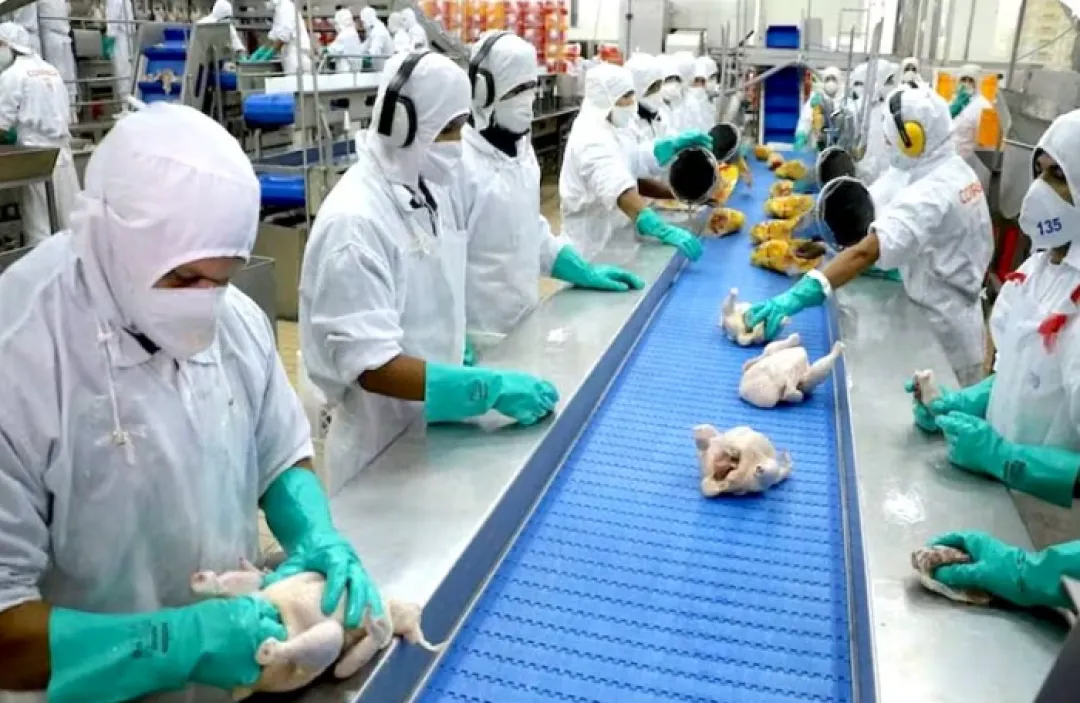 Aguardan resolución final de Taiwán para abrir el mercado para la carne avícola