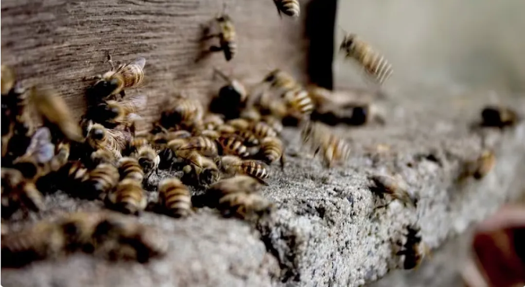 Recomiendan no quemar panales y acudir a especialistas para reubicar abejas y avispas