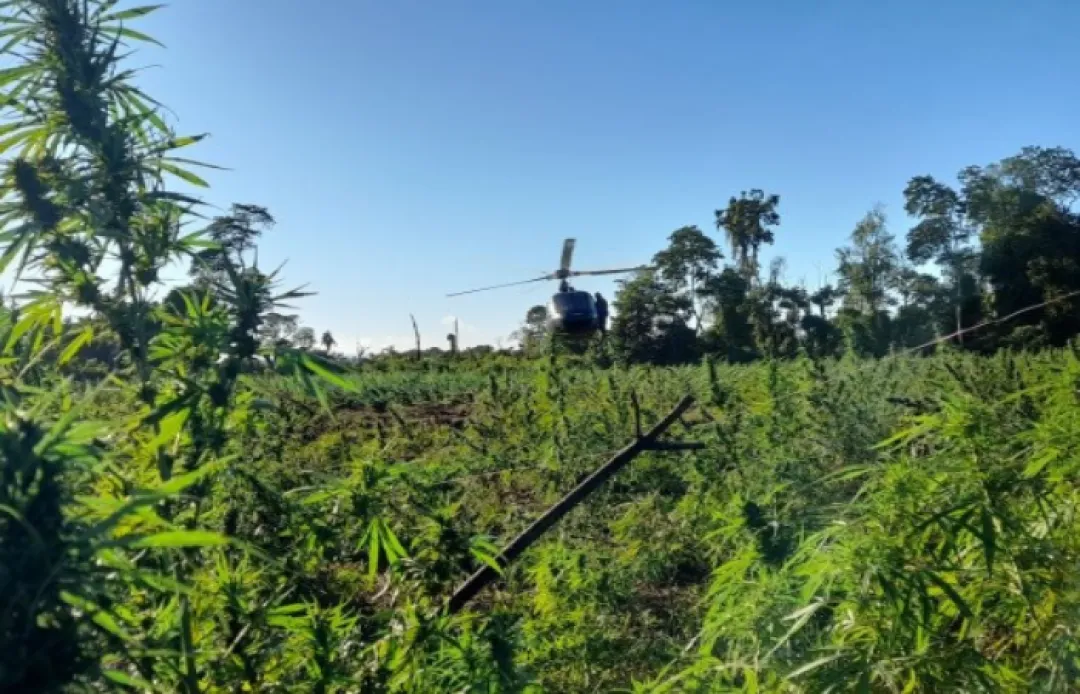 PARAGUAY Y BRASIL ERRADICAN MÁS DE 648 TONELADAS DE MARIHUANA EN 7 DÍAS
