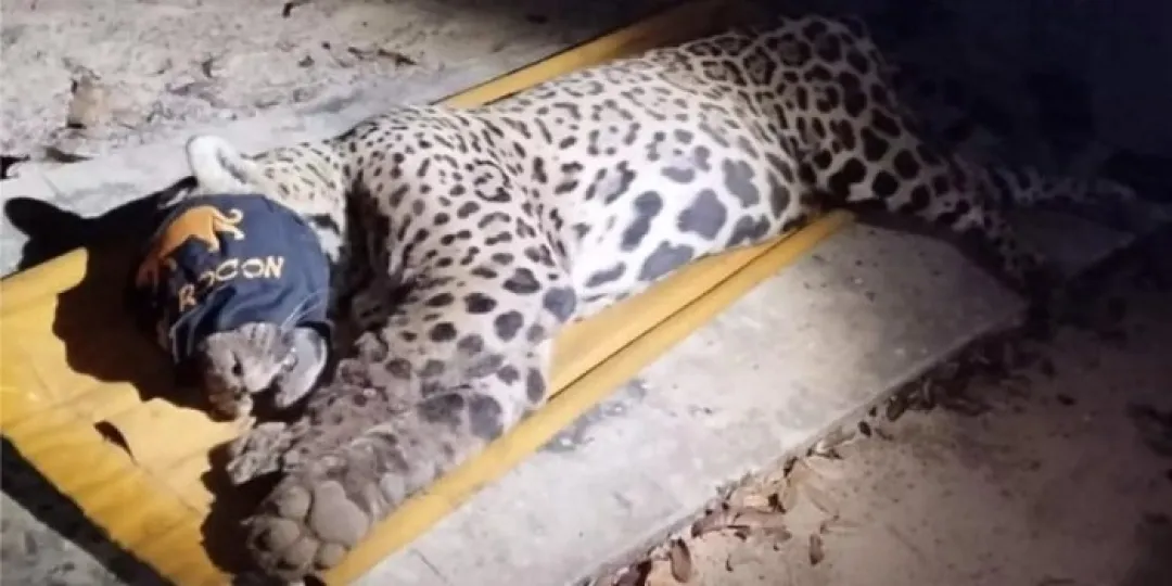 Jaguar es capturado por la policía ambiental tras ataque fatal en la región de Touro Morto en Aquidauana