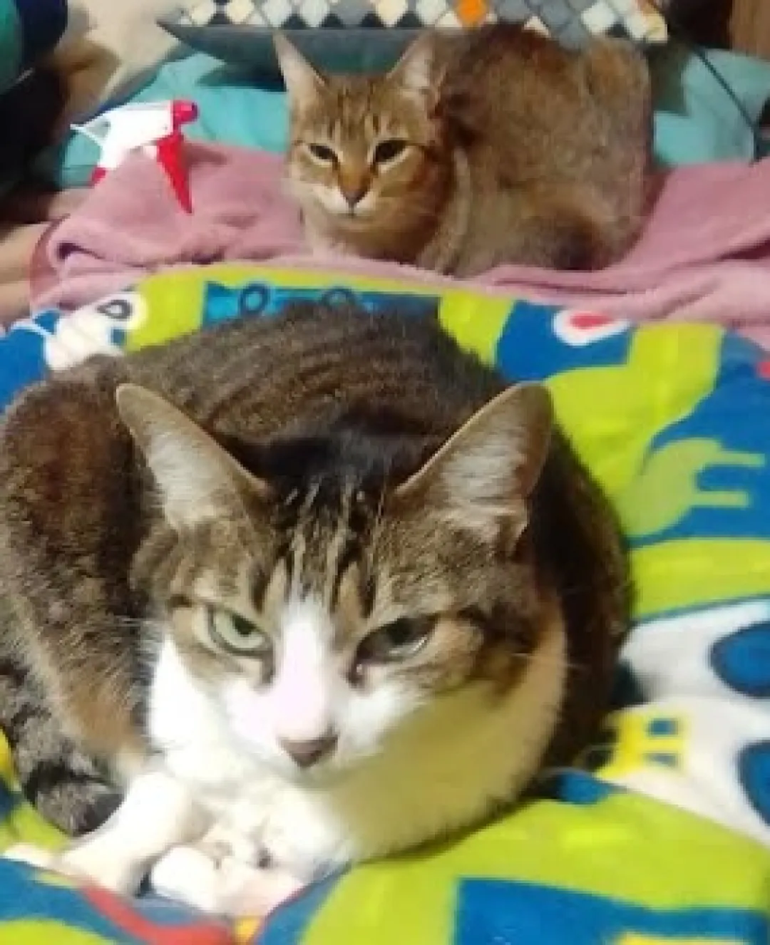 Día Internacional del Gato: por qué se conmemora cada 8 de agosto y cuál es su significado