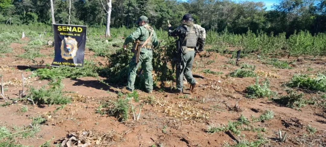 SENAD erradica 15 toneladas de marihuana